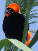 Southern Red Bishop Southern Red Bishop